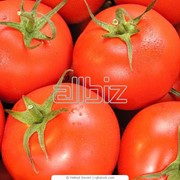Купить томаты оптом цена фото