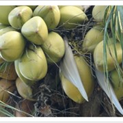 Масло кокоса РДО Рекомендовано для использования в мыловарении и кулинарии фото