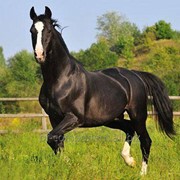 Желудочно-кишечный комплексный препарат для лошадей Лактобифадол фотография
