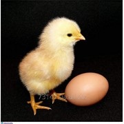 Цыплята суточные,инкубацинное яйцо,Мироновская птицефабрика фото