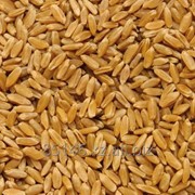 Пшеница из твердых сортов на Экспорт фото