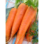 Морковь оптом фотография