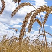 Зерно Пшеницы фото