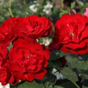 Розы спрей красные фотография