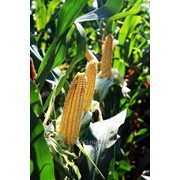Семена кукурузы Краснодарский 292 АМВ (ФАО 290) фотография