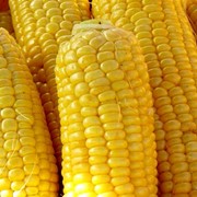 Семена кукурузы гибридной Кий 250 СВ фото