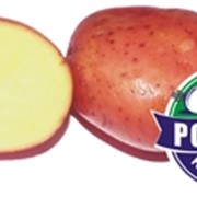 Картофель свежий продовольственный