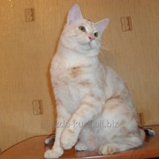 Короткошерстный котик - юниор Курильский бобтейл. Море обаяния, нежности и позитива!