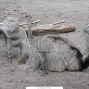 Молодняк страусов купить, молодняк страусов Украина Малиновка фото