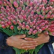 Луковицы тюльпанов оптом. фото