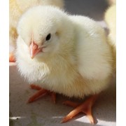 Суточные цыплята (курочки, петушки)