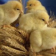 Цыплята-бройлеры КОББ-500, РОСС-308 (Венгрия, Германия), суточные цыплята, цена, цыпленок суточный, цыплята, суточный молодняк птицы фотография