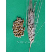 Зерно твердой пшеницы в big-bag фото