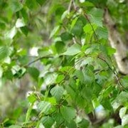 Береза повислая Betula Pendula Alba - Verrucosa 45-60 фото