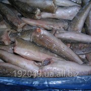Морская рыба мороженная: минтай, мойва, скумбрия, сельдь, сом, натотения, килька, салака и др. фото