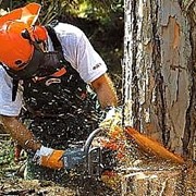 Срезание деревьев фото