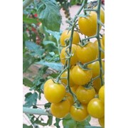 Желтый томат, желтые помидоры фотография