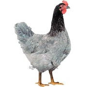 Суточные цыплята курпороды Доминант голубой Д107