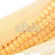 Кукуруза зерно. Кукуруза зерно от производителя. Кукуруза зерно оптом и в розницу.