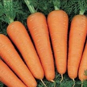 Морковь Абака