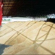 Хранение зерна на элеваторах фото