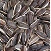 Семена подсолнечника (крупноплодный) фотография