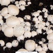Мицелий съедобных грибов фотография