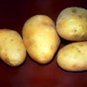 Картофель Невский фото