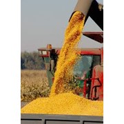 Семена кукурузы, потовые продажи зерен кукурузы фото