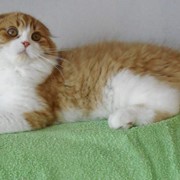 Рыжий с белым шотландский котик. Хайленд фолд. Метрика. фото