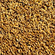 Пшеница фуражная 5 класс. Экспорт из Казахстана