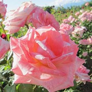 Среднерослые розы, Анна фото