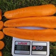 Семена моркови гибридной Стромболи F1 100000 семян фотография