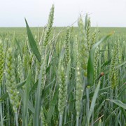 Семена озимой пшеницы Подолянка фото