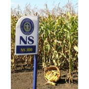 Семена кукурузы НС фотография