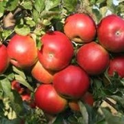 Яблоки Idared фото