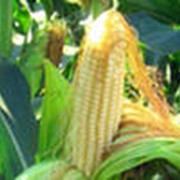 Продаем семена кукурузы. фотография