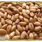 Закупаем зерно, зерновые в Житомирской области