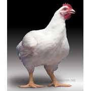 Кормовая добавка БВМД для бройлера 10% фото