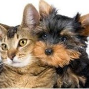 Кастрация (стерилизация) кошек, собак, фреток, кроликов фотография