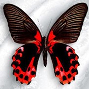 Бабочка Papilio Rumanzovia фото