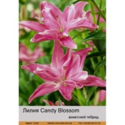 Лилия Азиатский гибрид махровый Candy Blossom