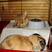 Приют для кроликов фото