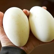 Яйца утиные инкубационные фото