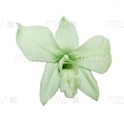 Орхидея Дендробидиум 5 гол. мятный фото
