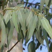 Эвкалипт прутовидный (Eucalyptus viminalis, Manna Gum) листья 100 грамм фото