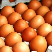 Яйцо куриное от производителя. фотография