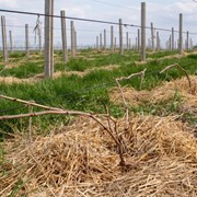 Шпалерный трос для винограда фото