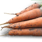 Семена моркови ранний сорт KS 7 F1
