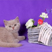 Британские котята - кошка окраса фавн фото